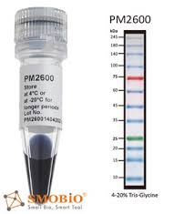 protein ladder pm2600